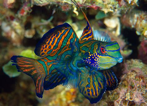 Best fish for Fish.
